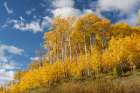 USA-Colorado-Uncompahgre National Forest Aspen grove in autumn Art Print
